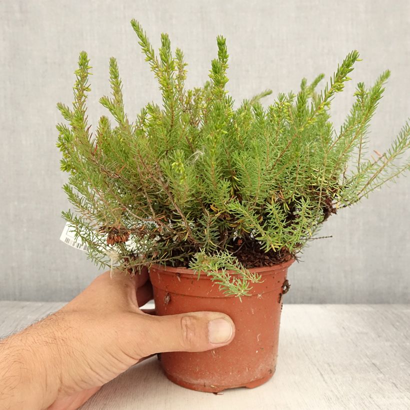 Example of Erica x darleyensis Spring Surprise, bruyère Pot de 1L/1,5L as you get in ete