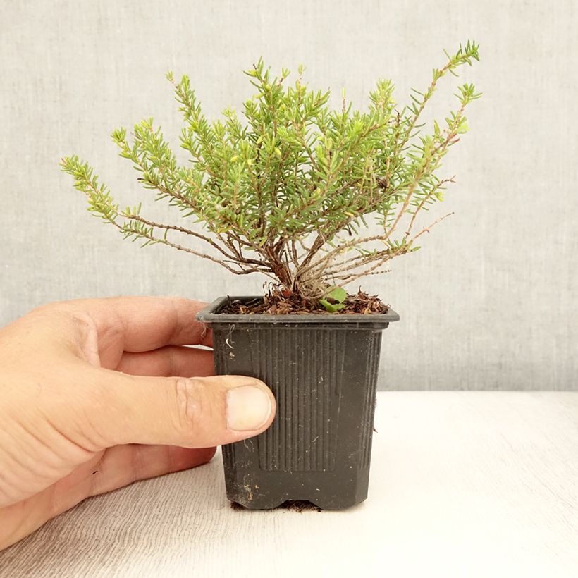 Example of Erica x darleyensis Winter Belles Katia - Bruyère d'hiver Godet de 8/9 cm as you get in ete