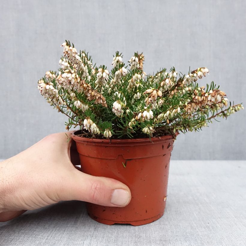 Example of Erica x darleyensis Winter Belles Katia - Bruyère d'hiver Pot de 1L/1,5L as you get in hiver