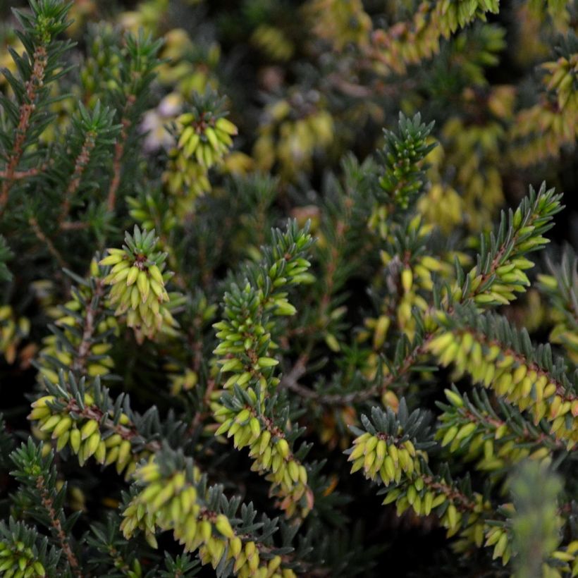 Erica x darleyensis Winter Belles Phoebe, bruyère d'hiver (Foliage)
