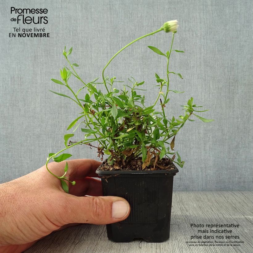 Example of Erigeron karvinskianus Lavender Lady - Vergerette Godet de 8/9 cm as you get in automne