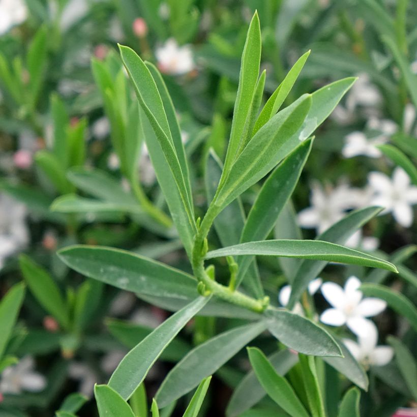 Eriostemon myoporoides Flower Girl Pink - Philotheca (Foliage)