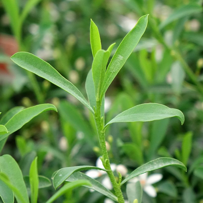 Eriostemon myoporoides Flower Girl White - Philotheca (Foliage)