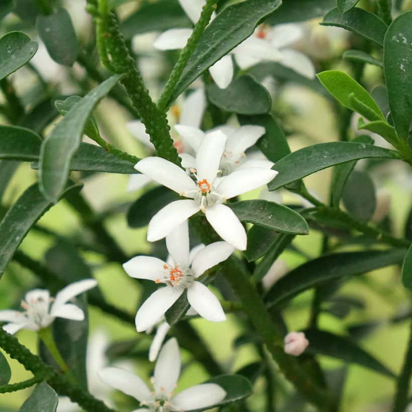 Eriostemon myoporoides Flower Girl White - Philotheca (Flowering)