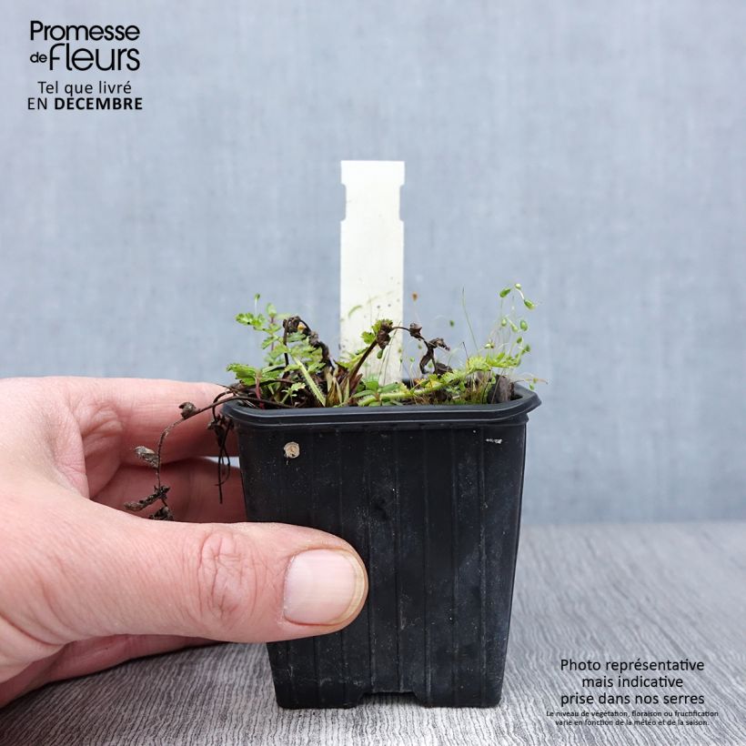 Example of Erodium manescavii - Bec de Grue Godet de 8/9 cm as you get in automne