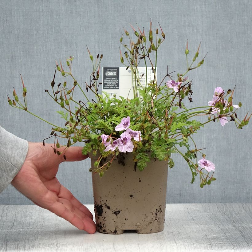 Example of Erodium Spanish Eyes - Bec de grue Pot de 2L/3L as you get in ete