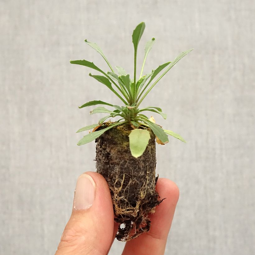 Example of Erysimum Zwerg Mango - Fausse giroflée naine Mini-motte Ø 3/4 cm as you get in automne