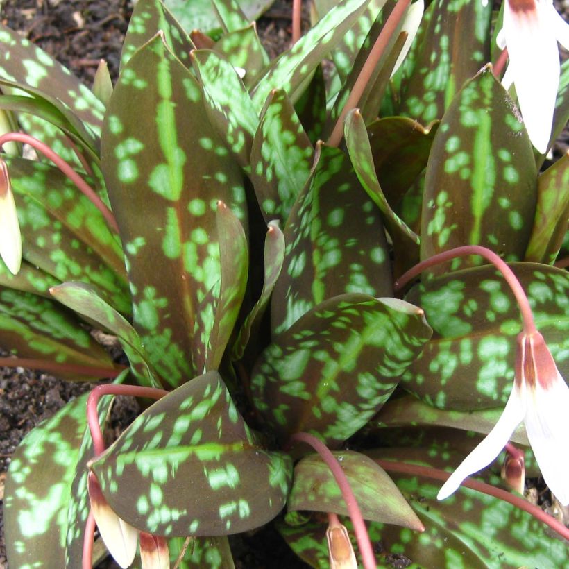 Erythronium dens canis Snowflake (Foliage)