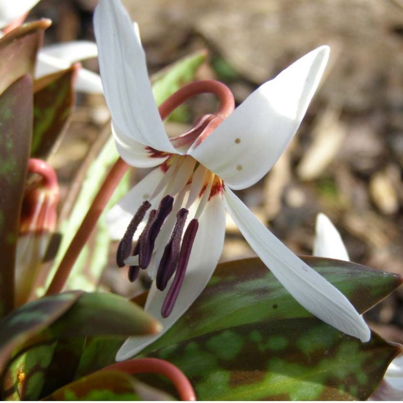 Erythronium dens canis Snowflake (Flowering)