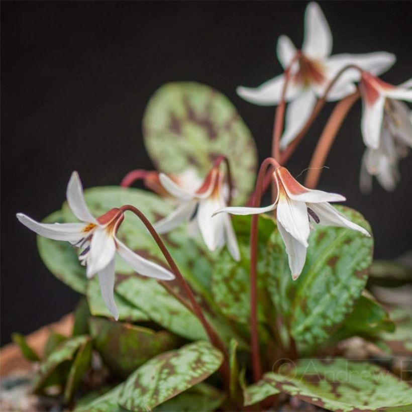 Erythronium dens canis Snowflake (Plant habit)