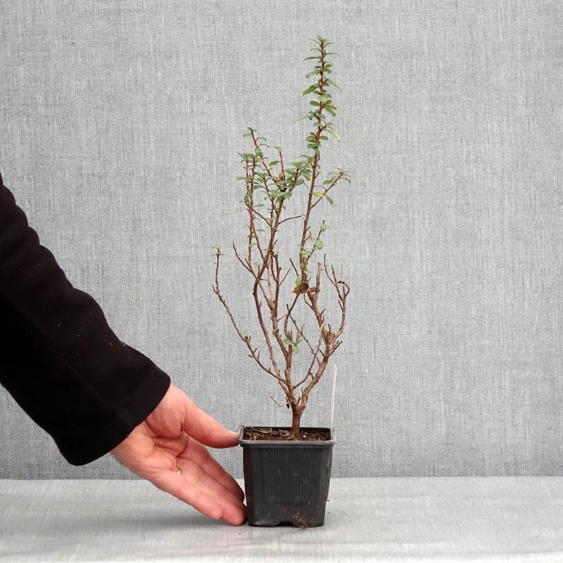 Example of Escallonia compacta Coccinea Godet de 8/9 cm as you get in hiver