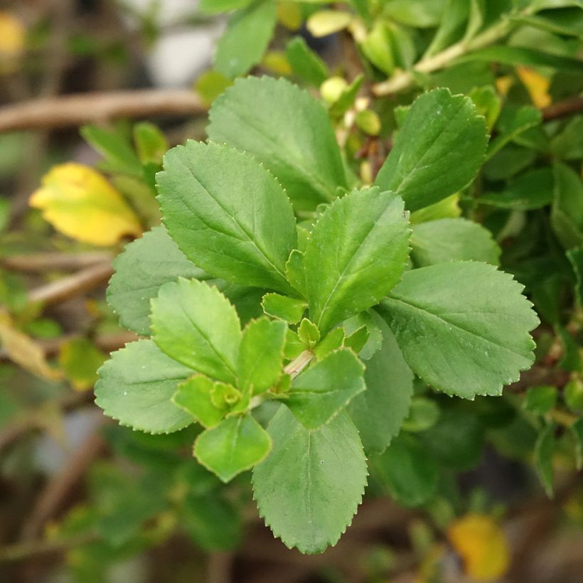 Escallonia Donard Seedling  (Foliage)