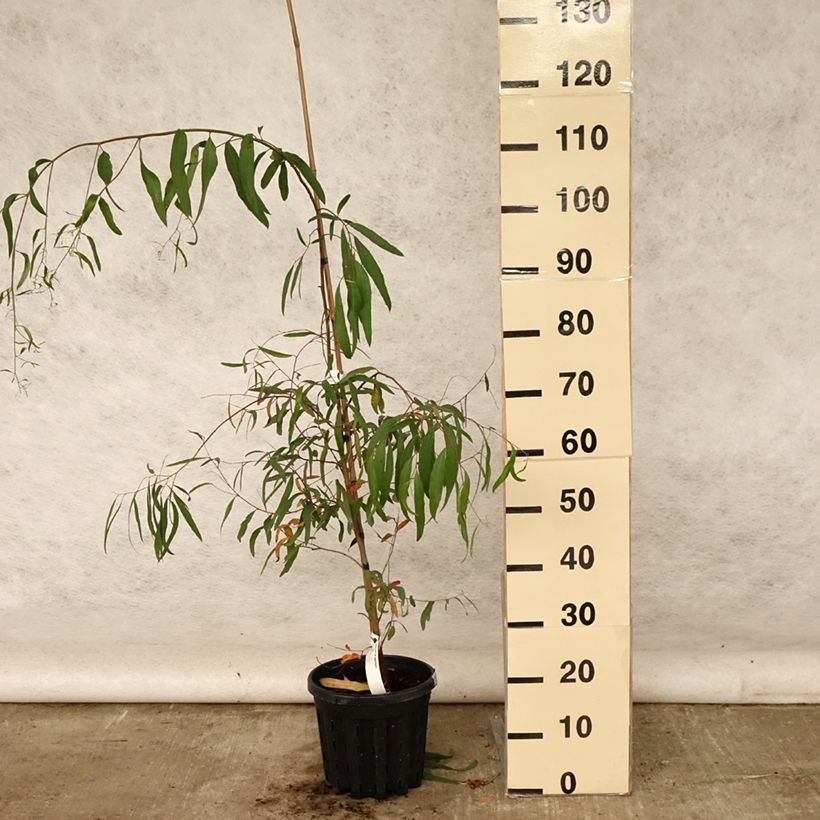 Example of Eucalyptus aggregata - Gommier noir Pot de 4L/5L as you get in ete