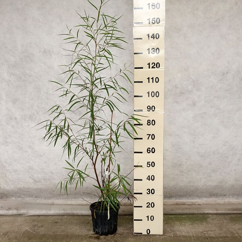 Example of Eucalyptus approximans - Mallee de Barren Mountain Pot de 4L/5L as you get in automne