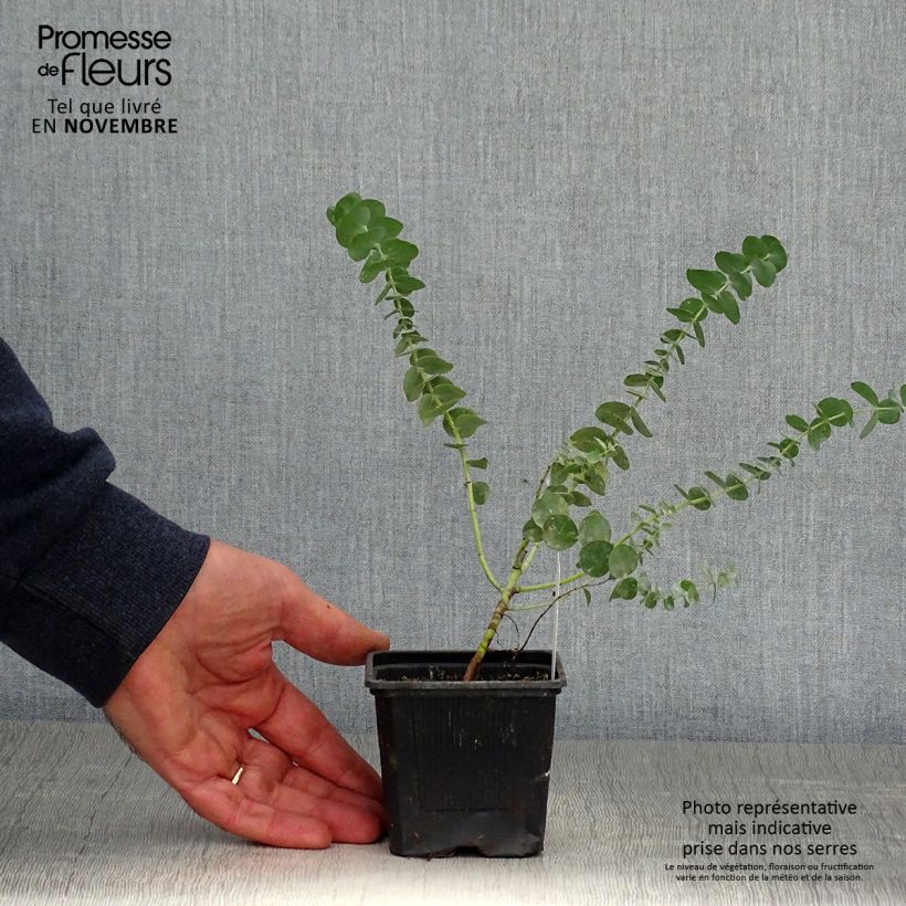 Example of Eucalyptus Baby Blue - Gommier argenté Godet de 8/9 cm as you get in automne