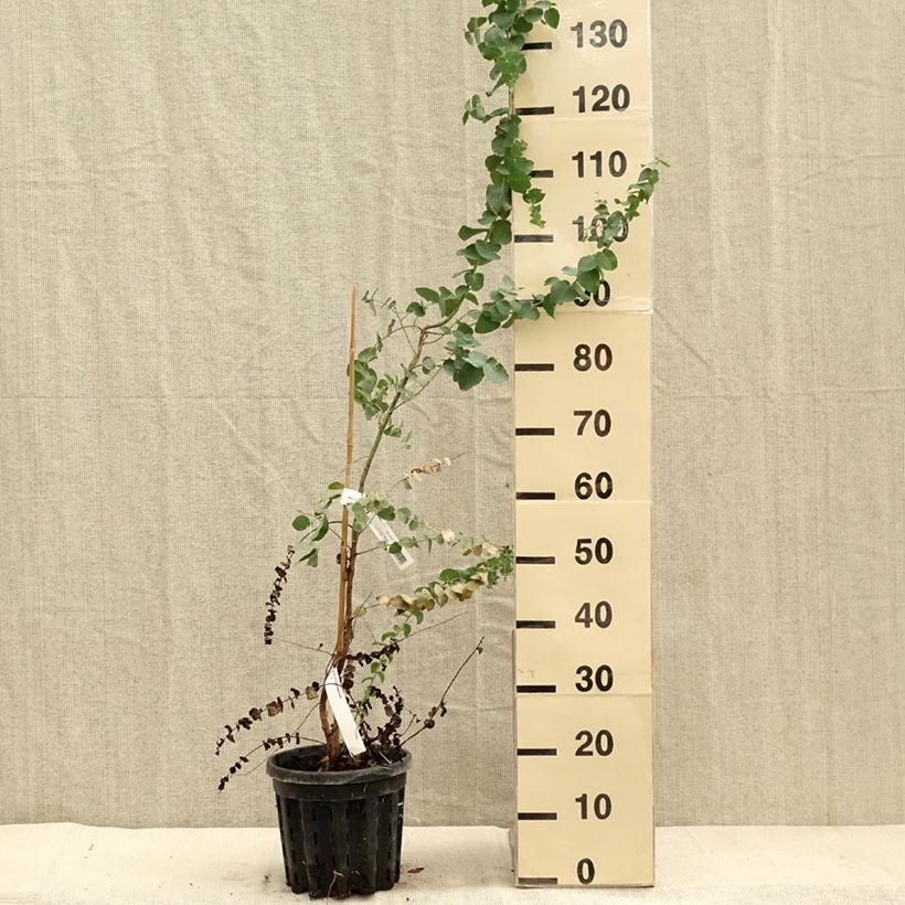 Example of Eucalyptus bridgesiana - Gommier de Bridges Pot de 4L/5L as you get in automne