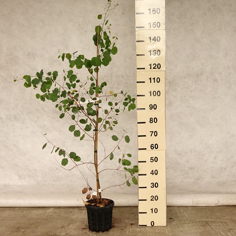 Example of Eucalyptus camphora subsp camphora - Gommier des marais Pot de 4L/5L as you get in ete