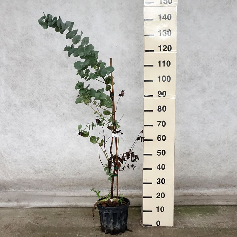 Example of Eucalyptus cordata subsp quadrangulosa Pot de 4L/5L as you get in automne