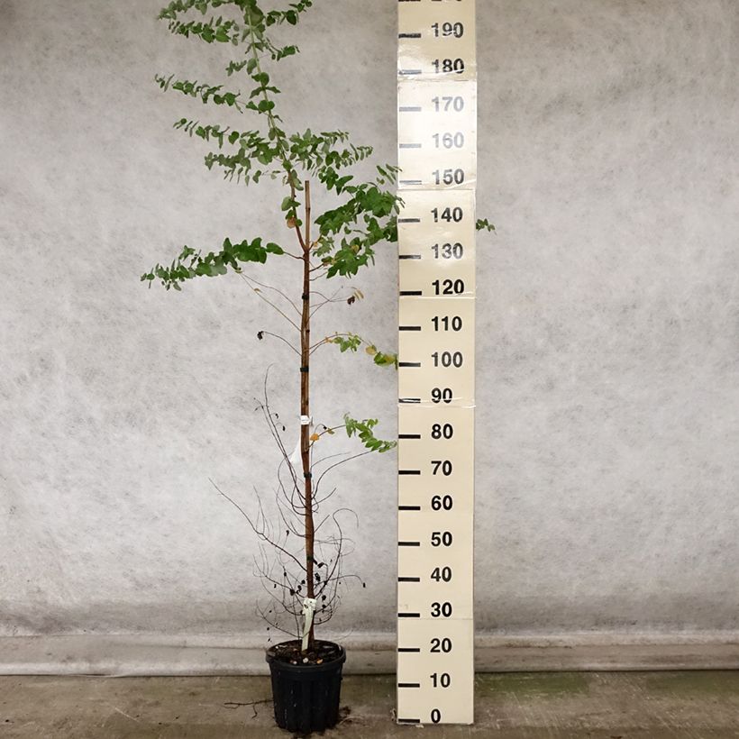 Example of Eucalyptus crenulata - Gommier crénelé Pot de 4L/5L as you get in automne