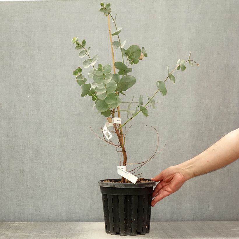 Example of Eucalyptus goniocalyx Dwarf form - Eucalyptus goniocalyx forme naine Pot de 4L/5L as you get in ete