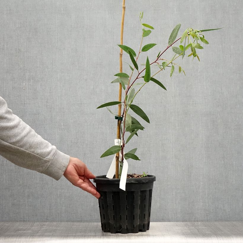 Example of Eucalyptus gregsoniana ou pauciflora var. nana - Gommier des neiges Pot de 3L/4L as you get in ete