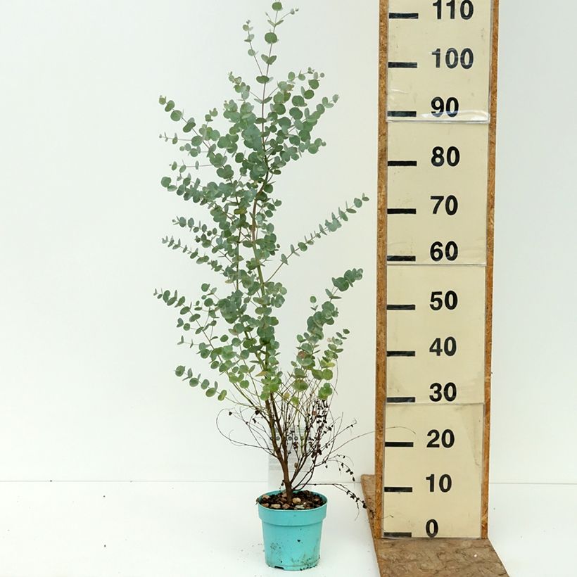 Example of Eucalyptus gunnii Azura - Gommier cidre Pot de 1,5L/2L as you get in ete