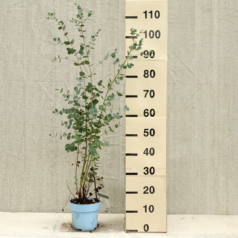 Example of Eucalyptus gunnii Blaue Liebe - Gommier cidre Pot de 2L/3L as you get in automne