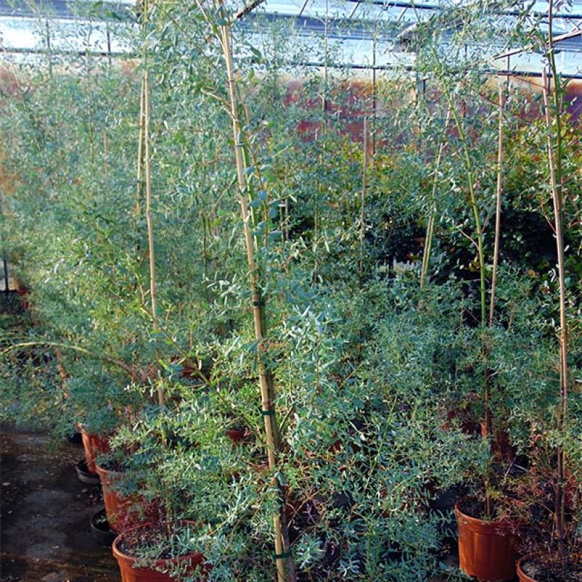 Eucalyptus gunnii France Bleu Rengun - Gommier cidre (Plant habit)