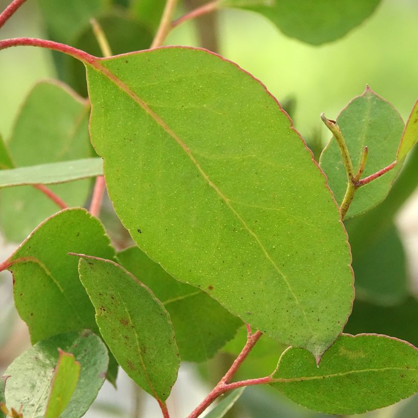 Eucalyptus johnstonii - Gommier jaune de Tasmanie (Foliage)