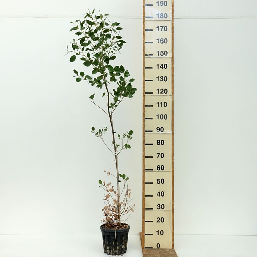 Example of Eucalyptus johnstonii - Gommier jaune de Tasmanie Pot de 4L/5L as you get in ete