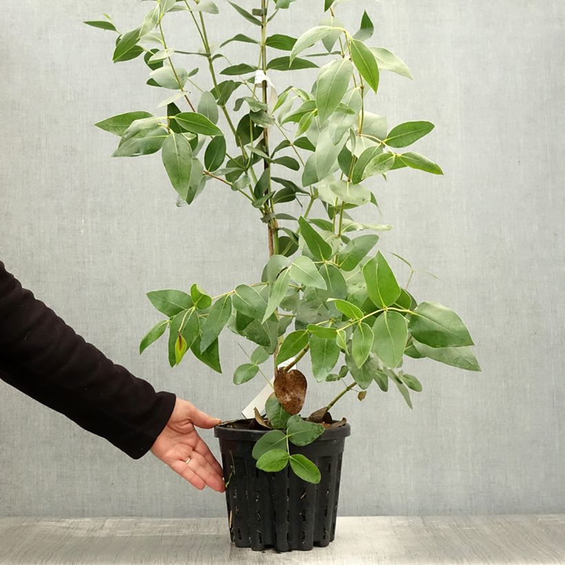 Example of Eucalyptus kitsoniana - Gommier du Gippsland  Pot de 4L/5L as you get in automne