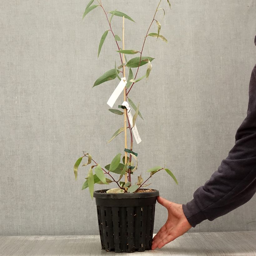 Example of Eucalyptus lacrimans - Gommier des neiges pleureur Pot de 4L/5L as you get in automne