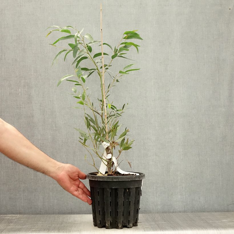 Example of Eucalyptus mitchelliana - Gommier de Mount Buffalo Pot de 4L/5L as you get in ete