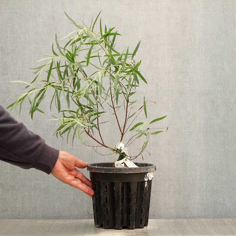 Example of Eucalyptus moorei subsp. moorei Pot de 4L/5L as you get in ete