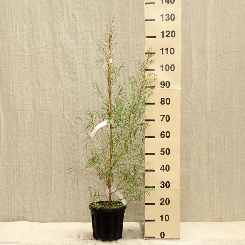 Example of Eucalyptus nicholii - Gommier menthe de Nicol Pot de 4L/5L as you get in automne