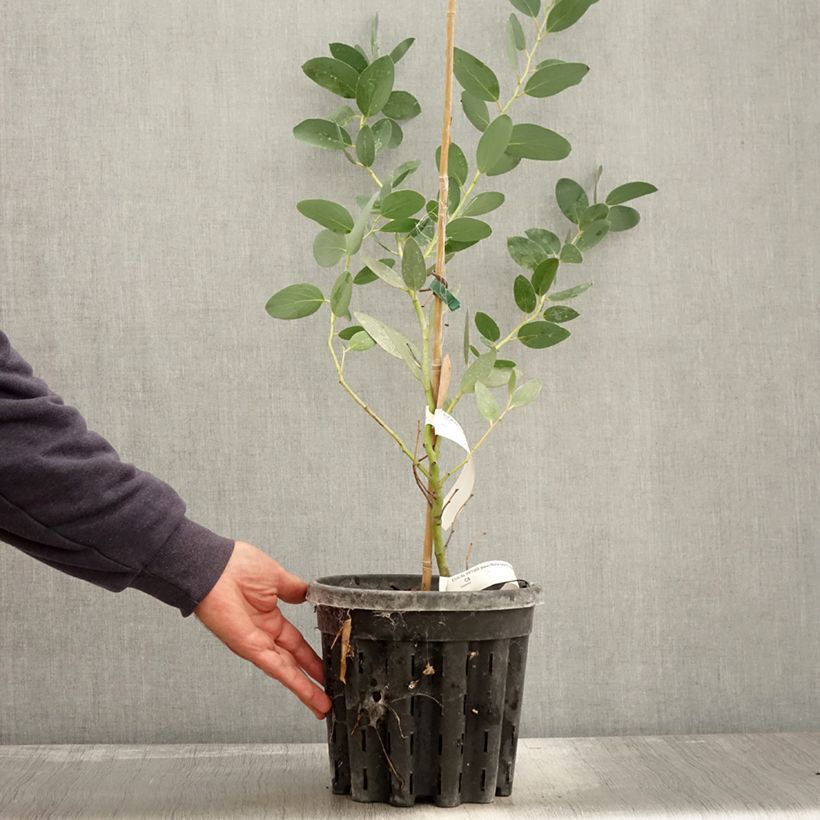 Example of Eucalyptus pauciflora subsp. niphophila Mt Bogong - Gommier des neiges Pot de 4L/5L as you get in automne