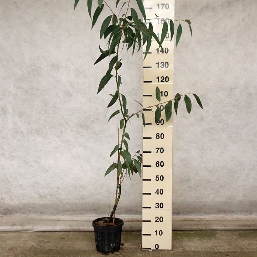 Example of Eucalyptus pauciflora subsp. pauciflora Adaminaby - Gommier des neiges Pot de 4L/5L as you get in automne