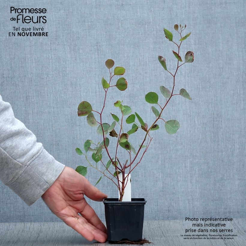 Example of Eucalyptus polyanthemos - Gommier florifère Godet de 8/9 cm as you get in automne