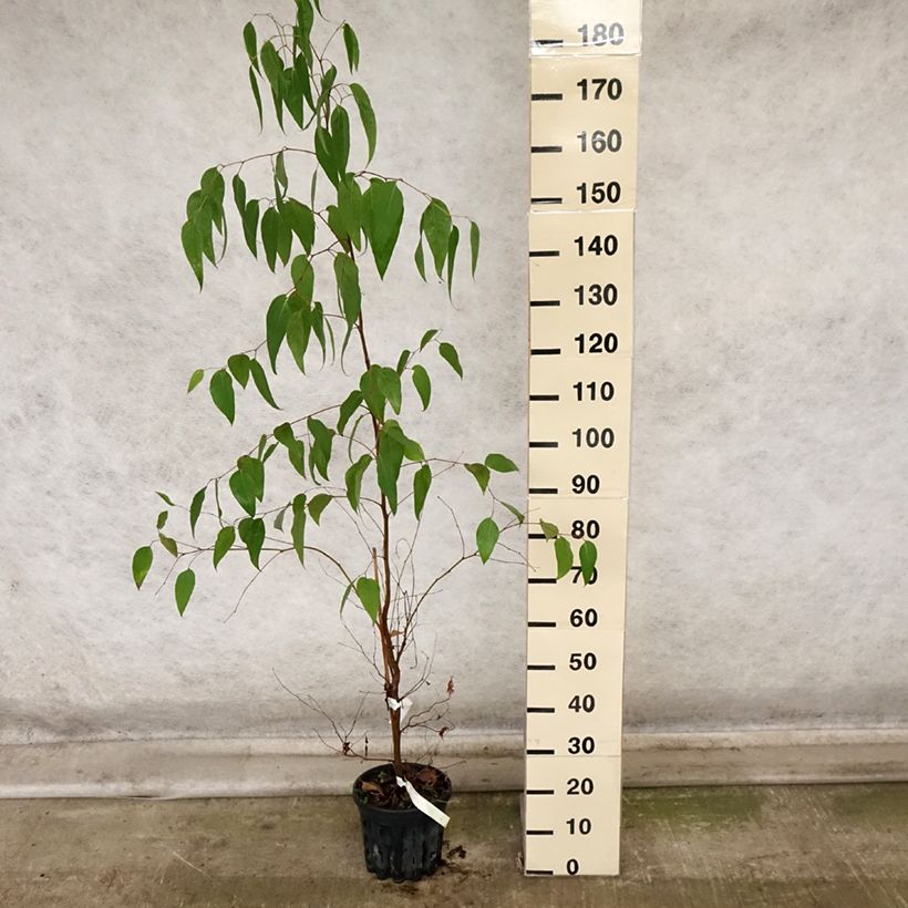 Example of Eucalyptus regnans - Eucalyptus géant, Gommier royal Pot de 4L/5L as you get in automne