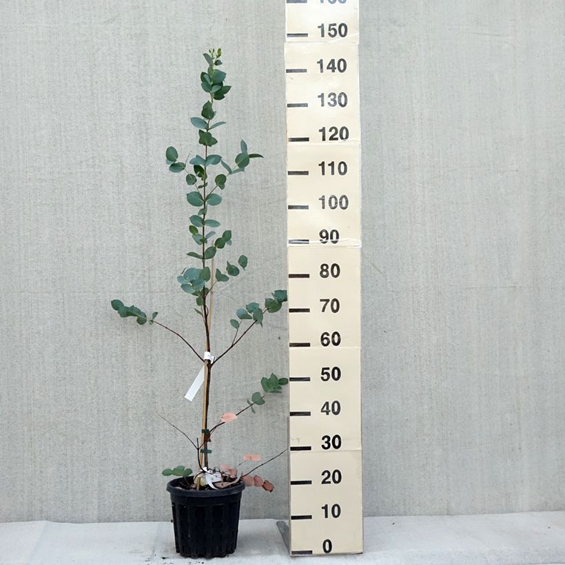 Example of Eucalyptus stellulata Pot de 3L/4L as you get in automne