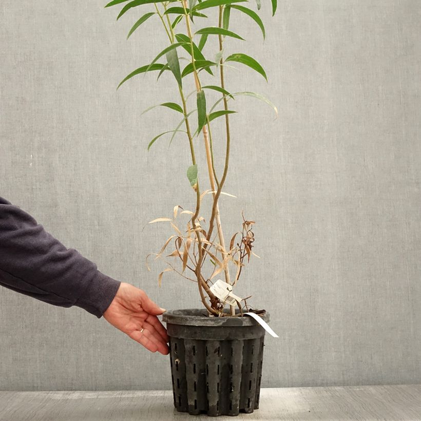 Example of Eucalyptus stricta - Eucalyptus mallee des Blue Mountains Pot de 4L/5L as you get in automne