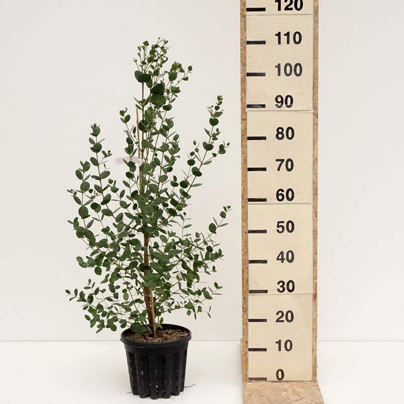 Example of Eucalyptus subcrenulata - Gommier jaune alpin de Tasmanie Pot de 4L/5L as you get in hiver