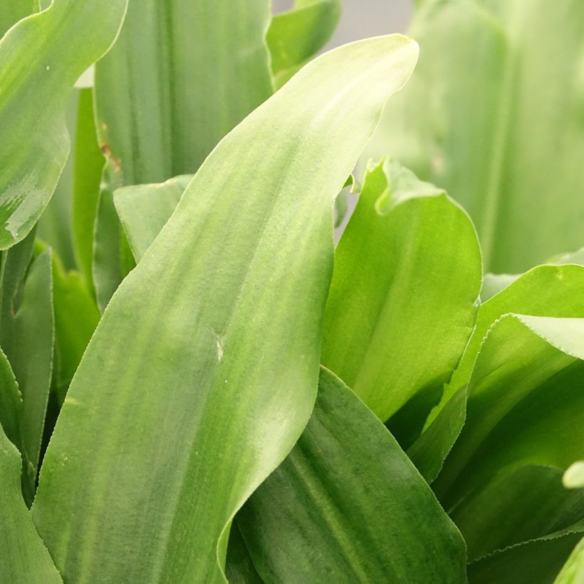 Eucomis autumnalis - Eucomide (Foliage)