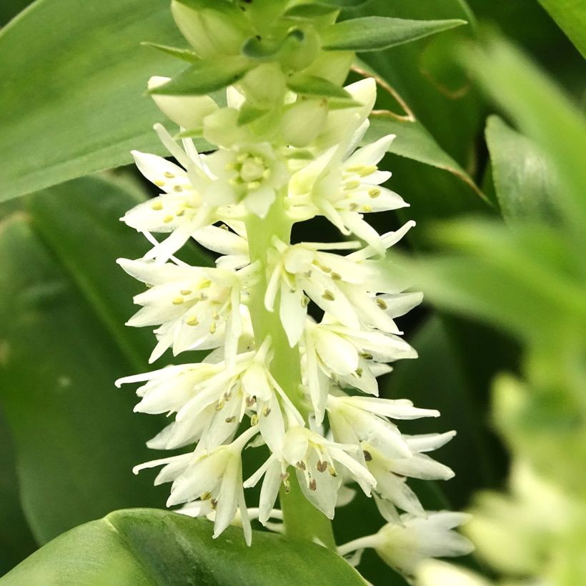 Eucomis autumnalis - Eucomide (Flowering)