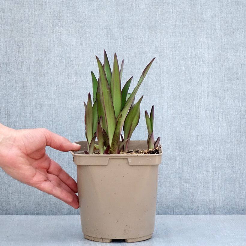 Example of Eucomis comosa Can Can - Fleur ananas Pot de 3L/4L size 18/20 as you get in printemps