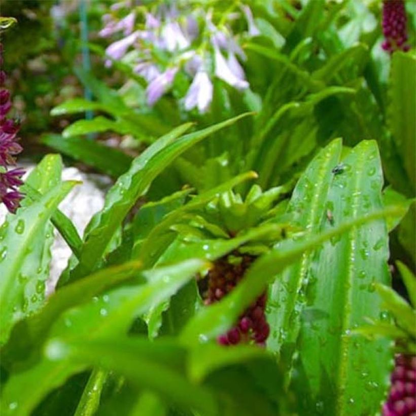 Eucomis comosa Leia - Eucomide rose  (Foliage)