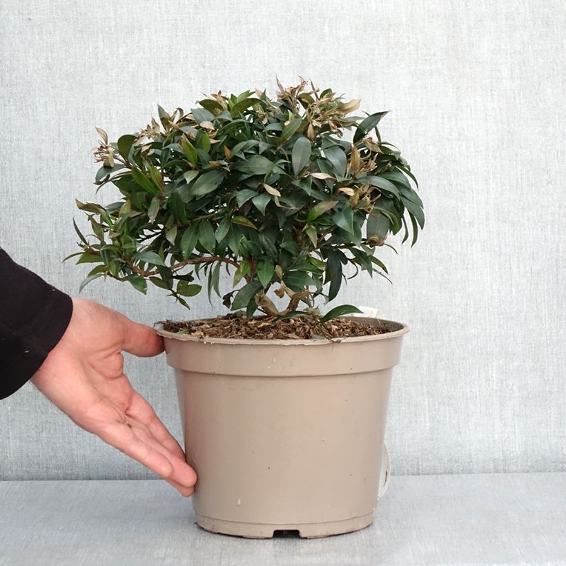 Example of Eugenia myrtifolia Compacta - Myrte d'Australie Pot de 4L/5L as you get in hiver
