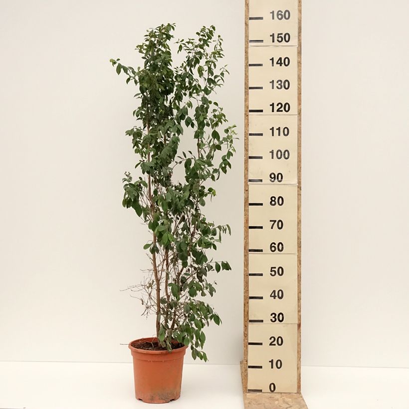 Example of Eugenia myrtifolia New Port - Myrte d'Australie Pot de 4L/5L as you get in hiver