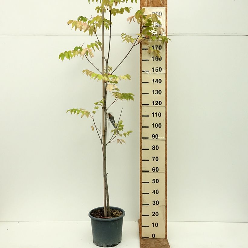 Example of Euodia danielii - Arbre à miel Pot de 12L/15L as you get in ete