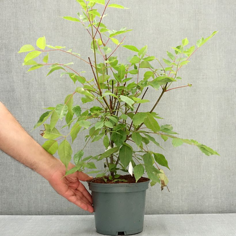 Example of Euodia danielii - Arbre à miel Pot de 2L/3L as you get in ete